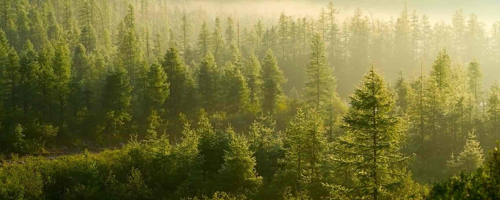 Heatlets træpiller på palle
