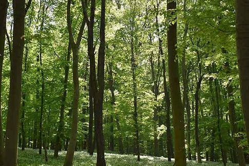 Sådan vælger du de rigtige træpiller