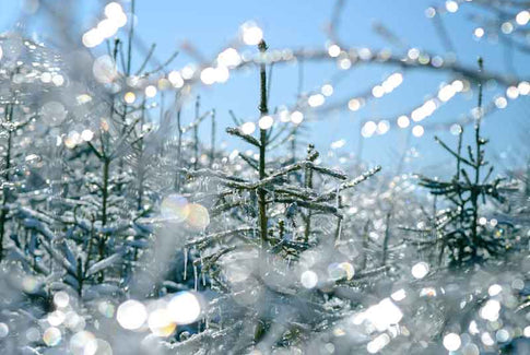 Årligt træpilleforbrug - hvor mange?