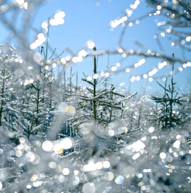 Årligt træpilleforbrug - hvor mange?